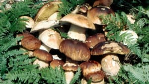 A Filetto corsi di aggiornamento micologico e idoneità raccolta funghi